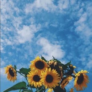 Meet your Posher, Maya